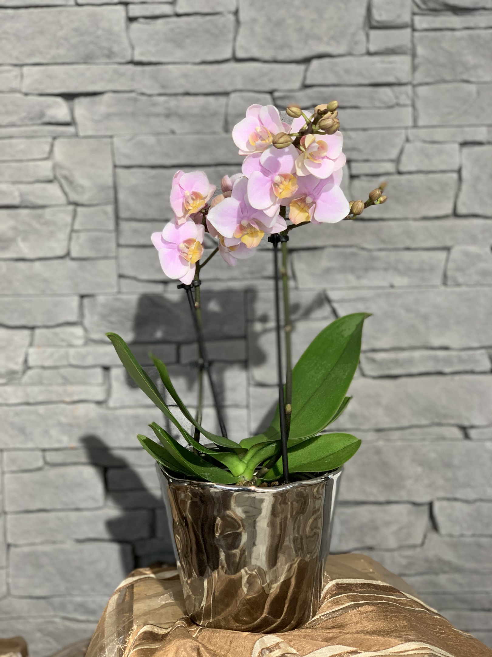 Orchideen klein - mit Übertopf Bild 1